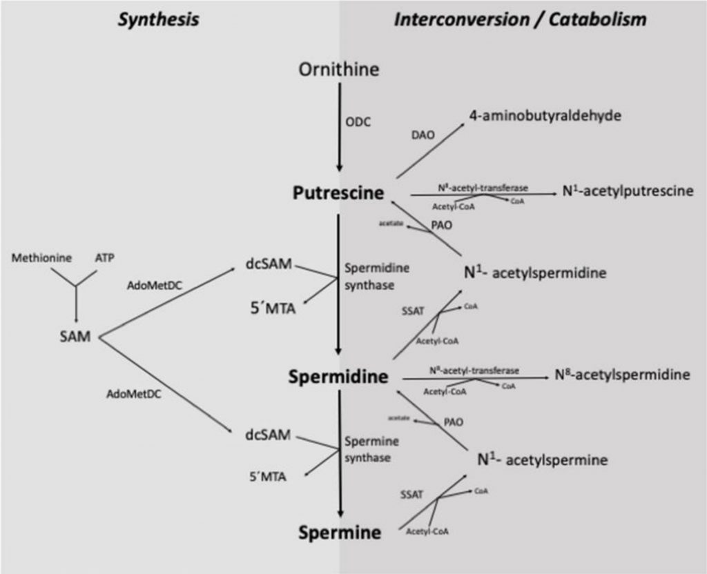 chart showing the conversion of putrescine into spermidine and spermine